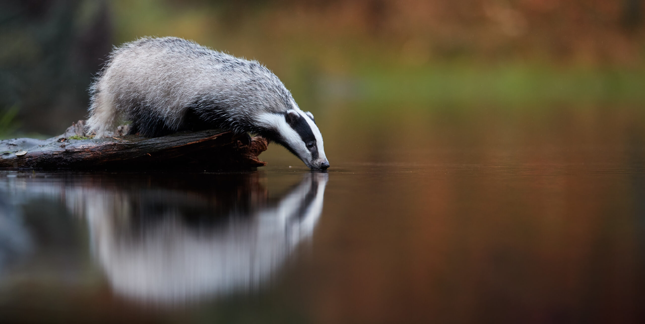 badger