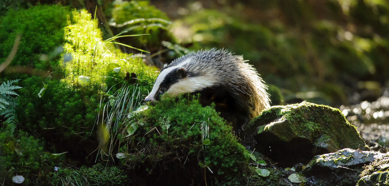 badger copy 3